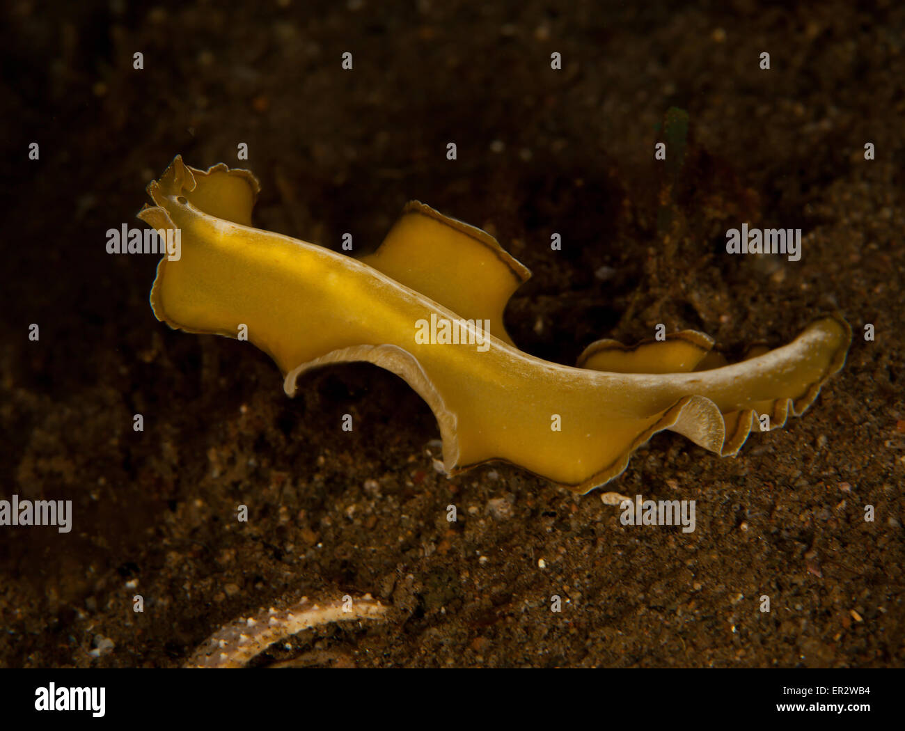 Yellow Flatworm Stock Photo