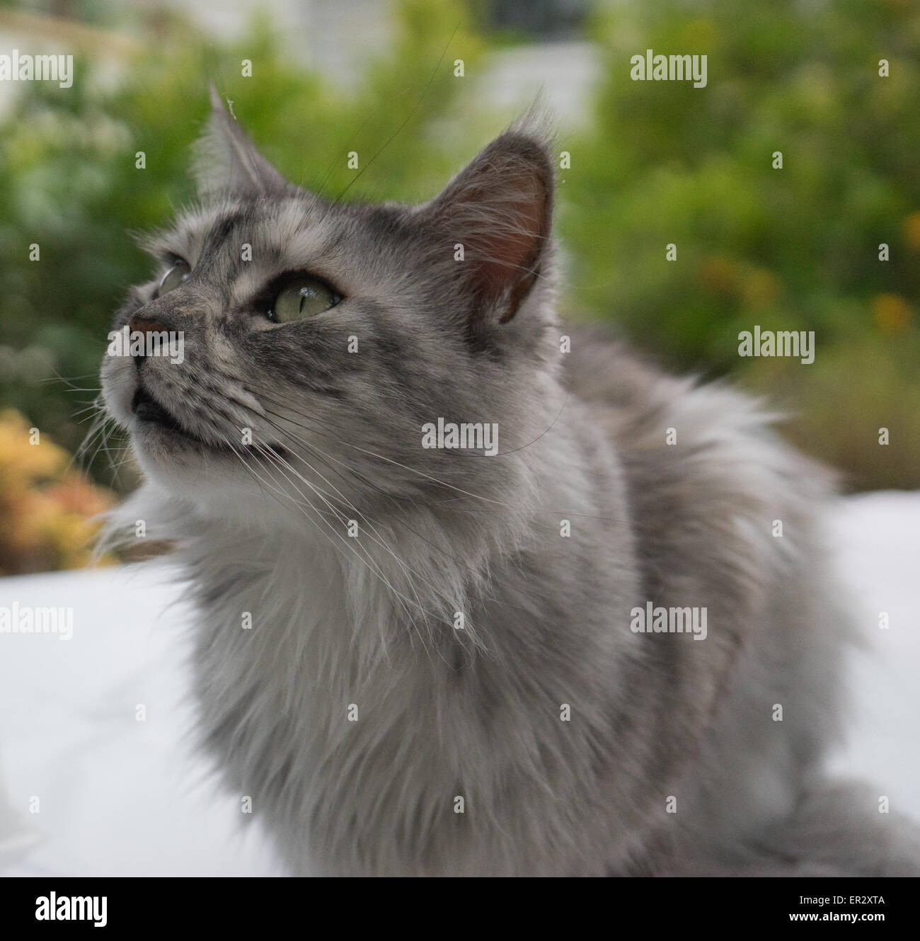 White And Gray Maine Coon Cat Stock Photo 83043530 Alamy