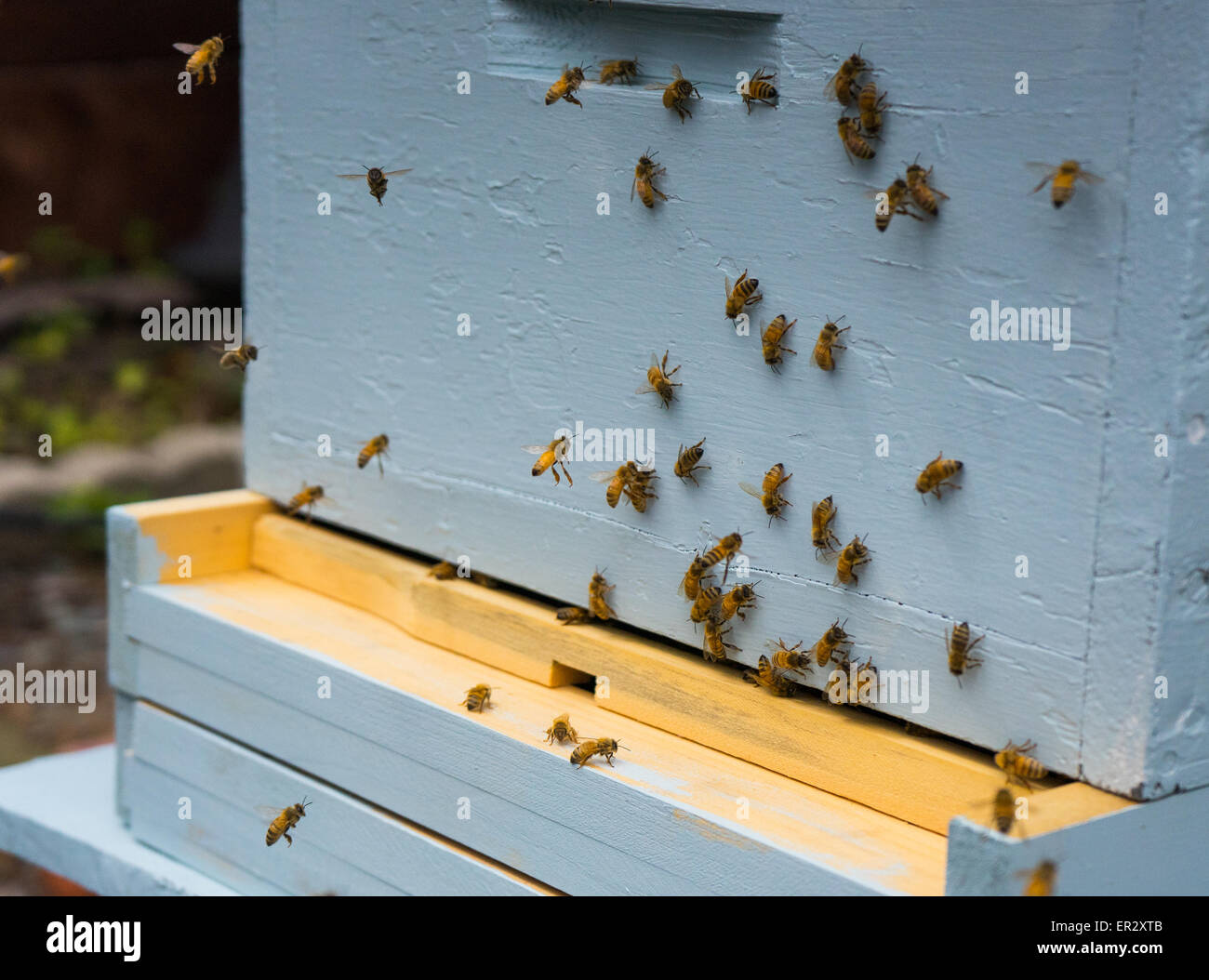 Honey bees flying hires stock photography and images Alamy