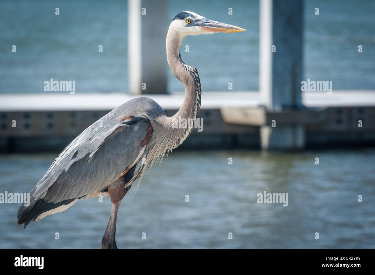 A majestic Great Blue Heron overlooks the blue water near the mouth of