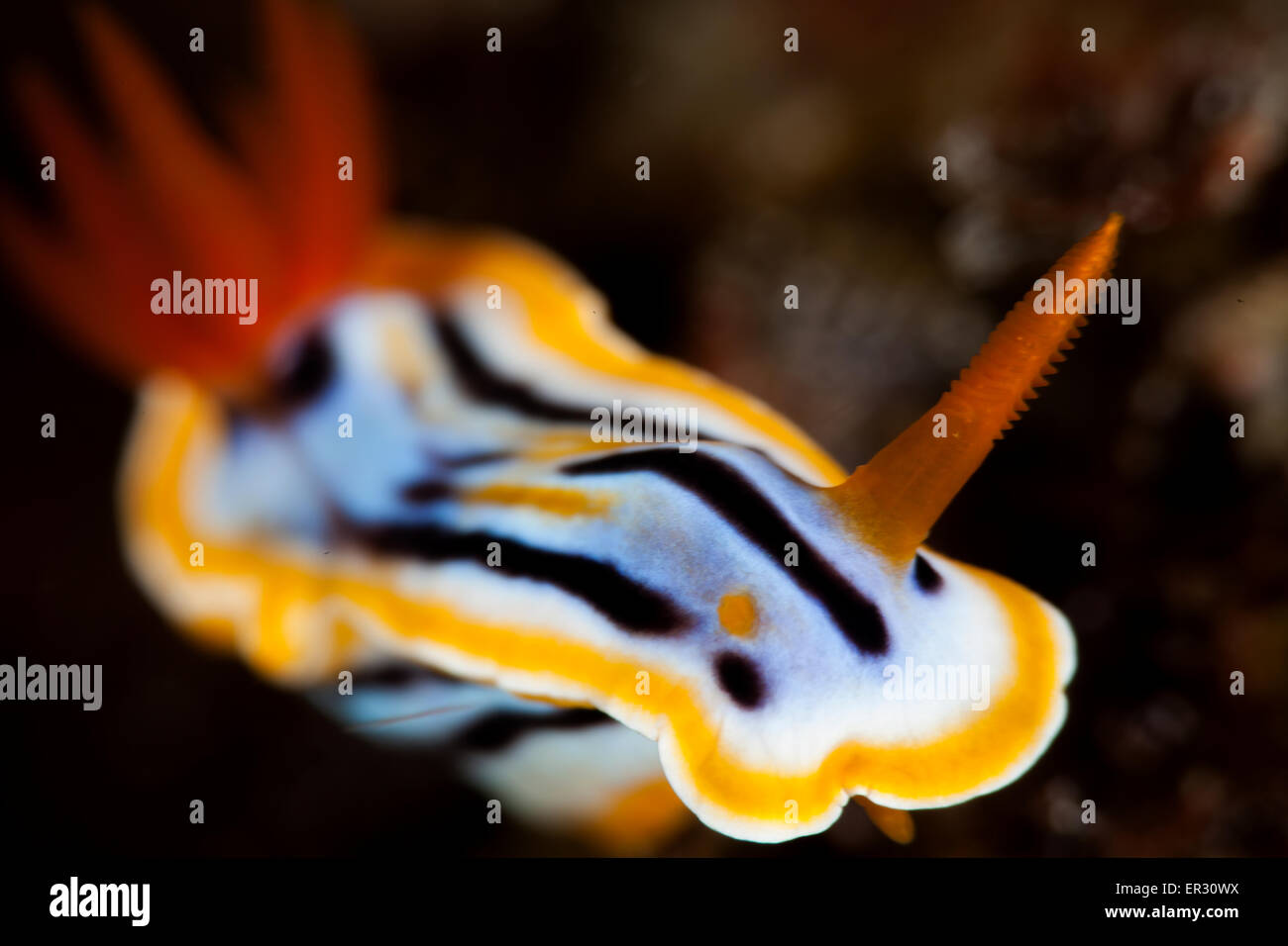 Chromodoris colemani Kontiki Reef Mactan Cebu Stock Photo