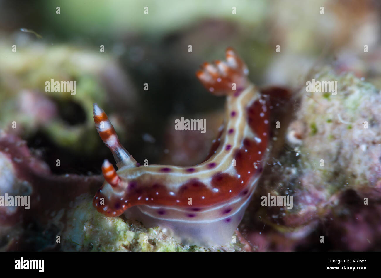 Hypselodoris maculosa, Kontiki Reef,Mactan Cebu Stock Photo