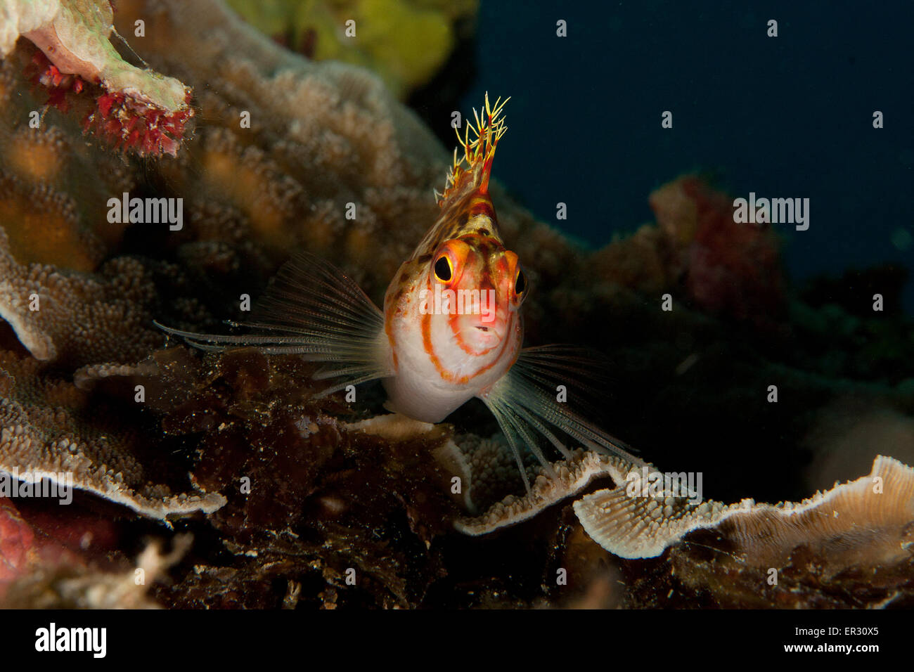 Dwarf Hawfish Kontiki reef Mactan Cebu Stock Photo