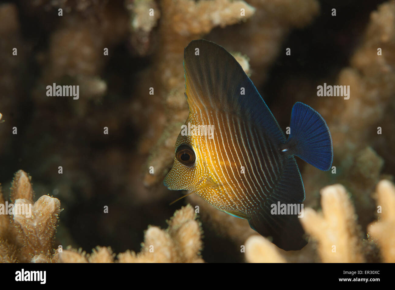 Brushtail Tang - Juvenile Stock Photo