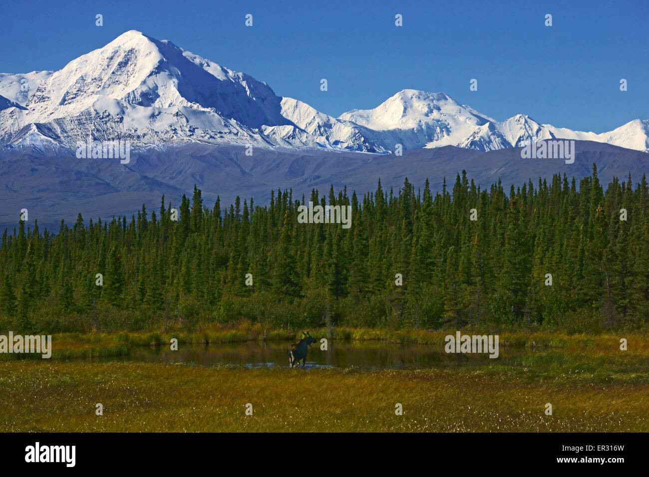 Moose (Alces alces) cow in pond mountains of Alaska Range with Mt. Hayes, Mt. Hess, Interior Alaska Stock Photo