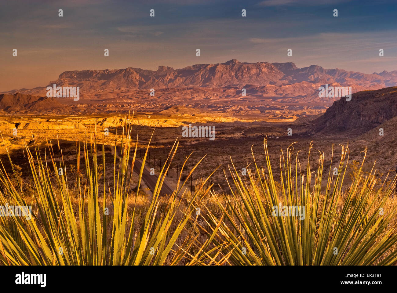 Chisos Mountains at 20 miles E, sunset, sotol plants in foreground in Chihuahuan Desert, Big Bend National Park, Texas, USA Stock Photo