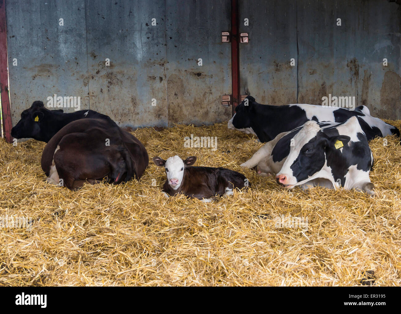 Hereford cow black and white hi-res stock photography and images - Alamy