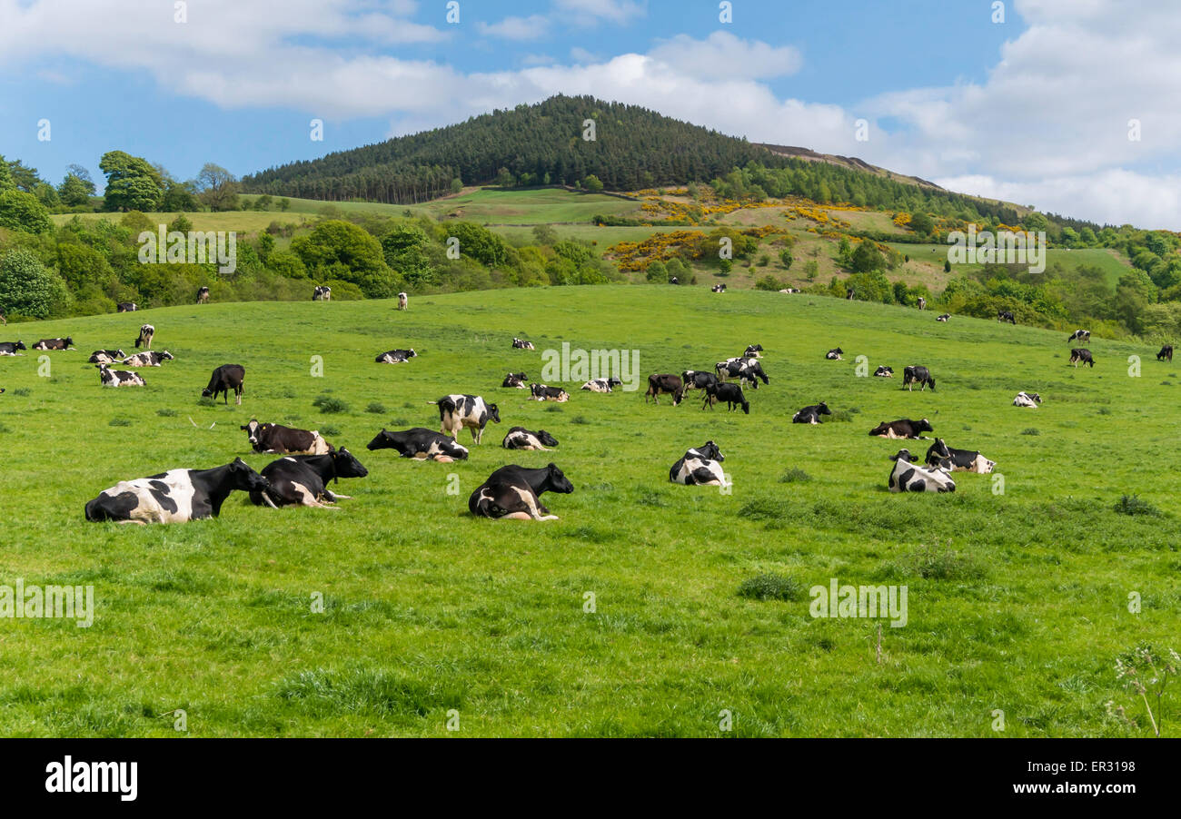 Yorkshire cows milk hi-res stock photography and images - Alamy