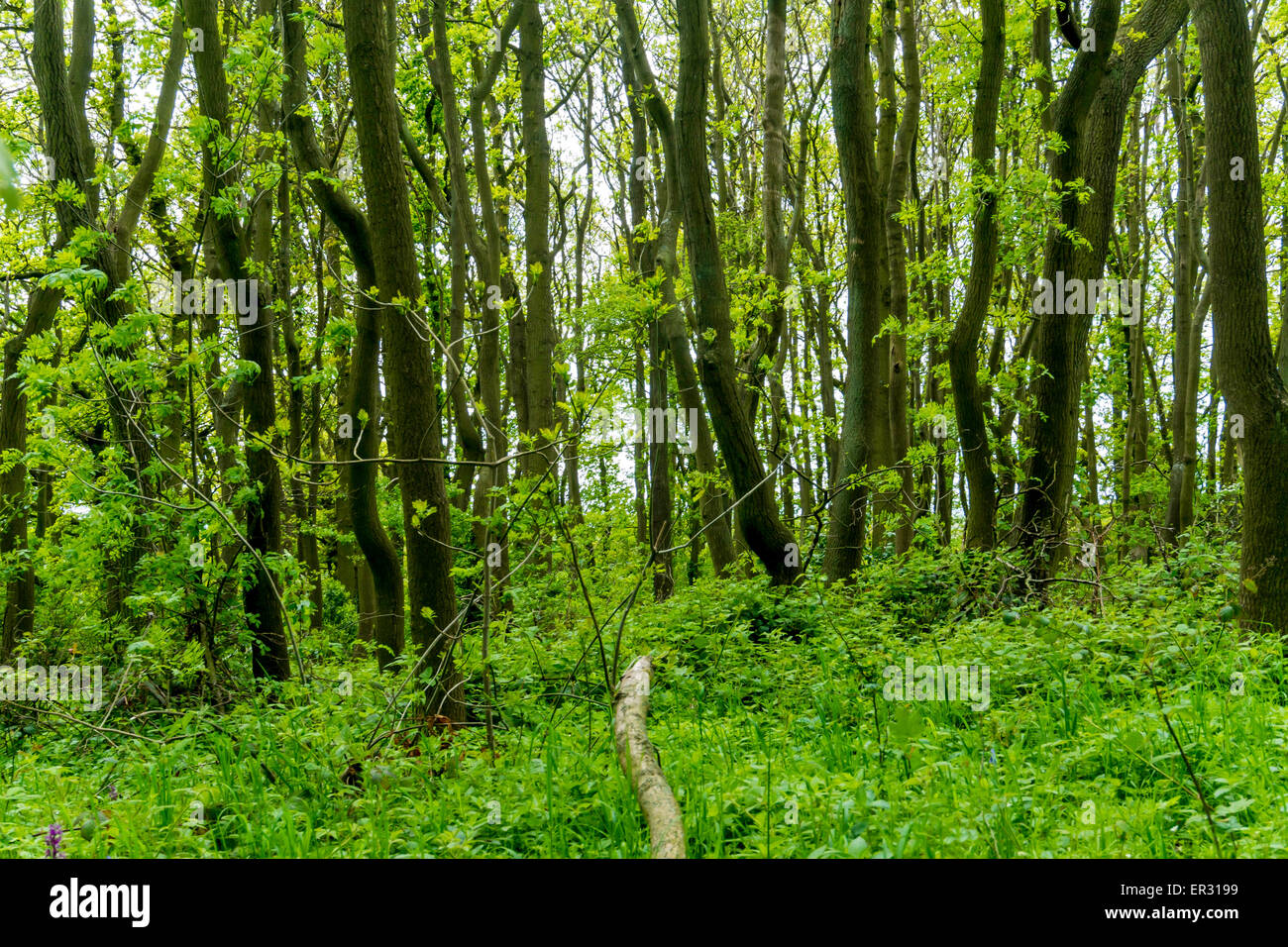 Deciduous trees in Spring in a wood at Great Ayton North Yorkshire, UK. Stock Photo