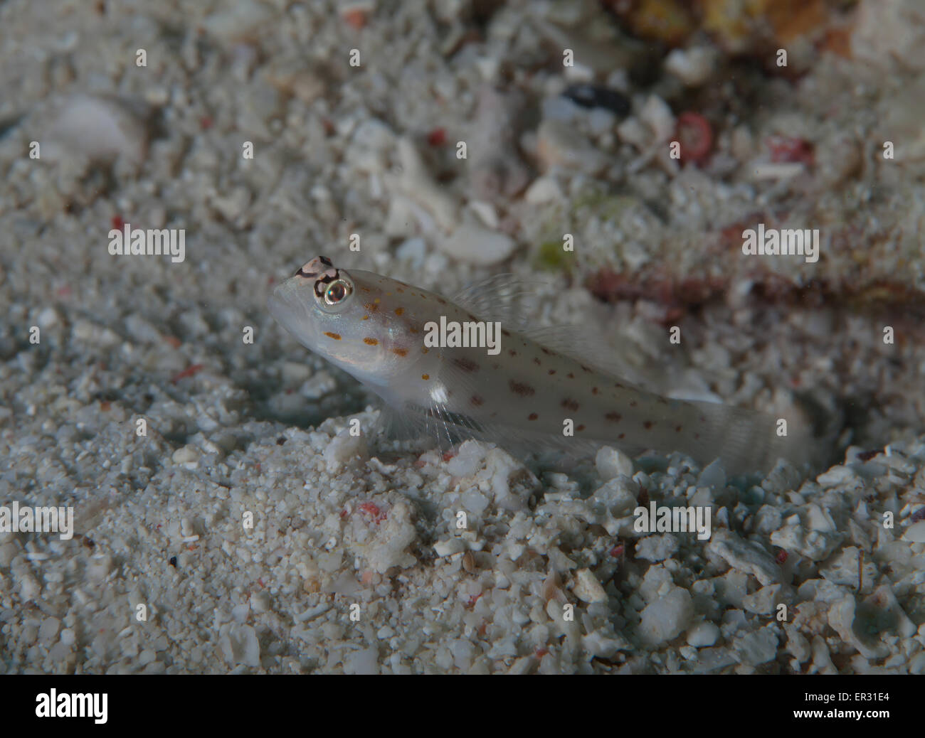 Sand Shrimpgoby Kontiki Reef,Mactan,Cebu Stock Photo