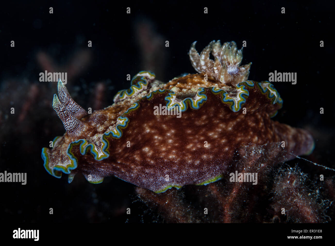 Glossodoris cincta Stock Photo