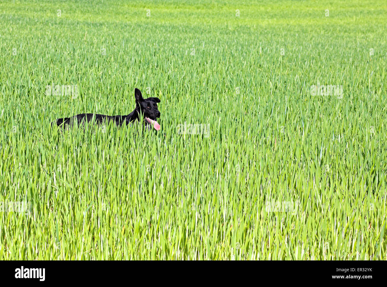 Black dog in a green crop field. Stock Photo