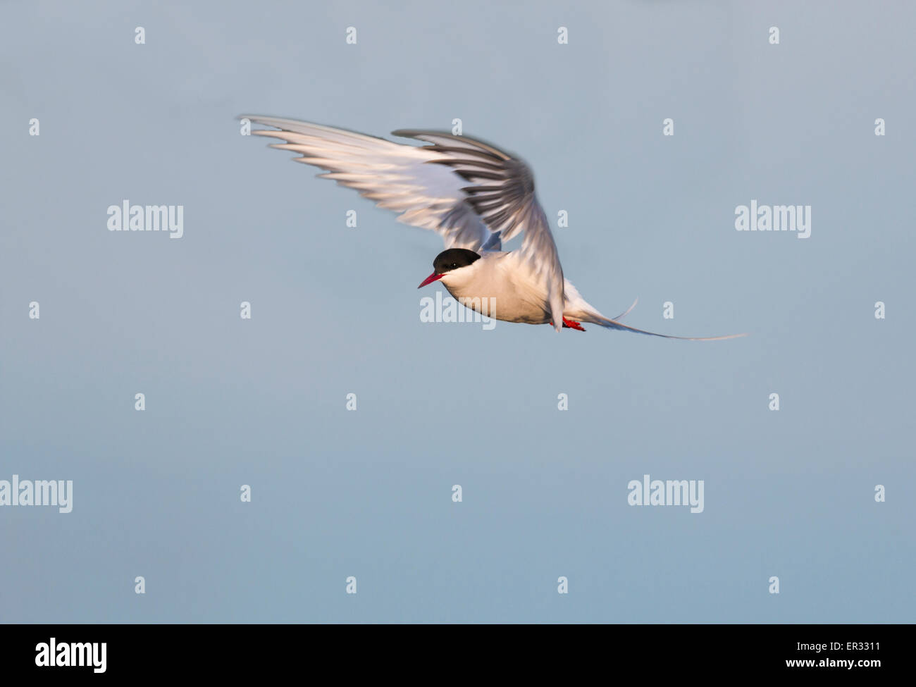 Arctic tern, Sterna paradisaea, hovering Stock Photo