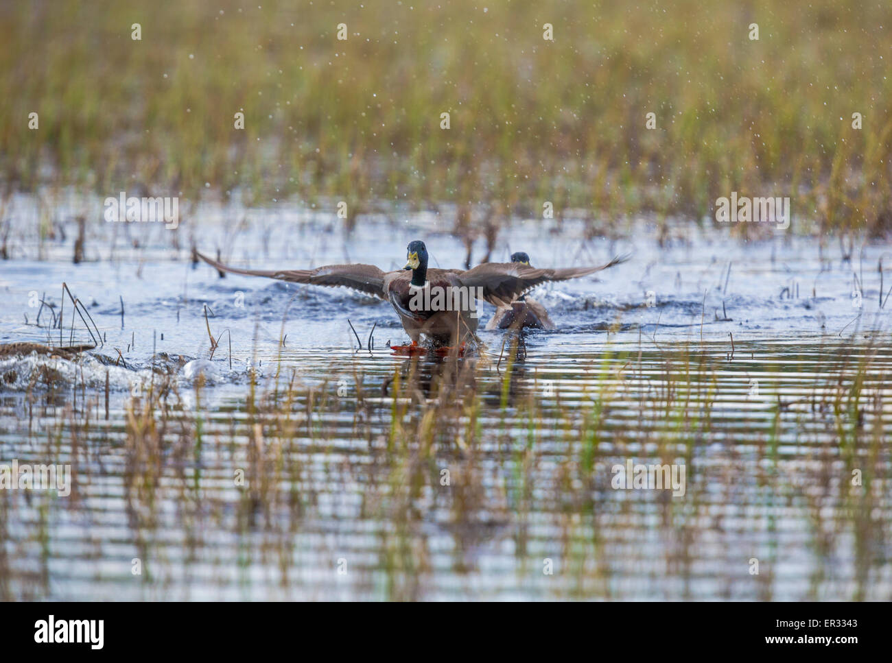 Male Mallard, Anas platyrhynchos, spreading his wing and landing on water Stock Photo