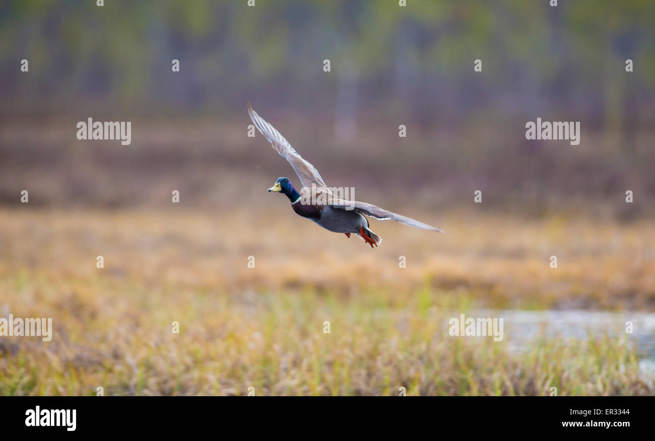 Male Mallard, Anas platyrhynchos, flying Stock Photo