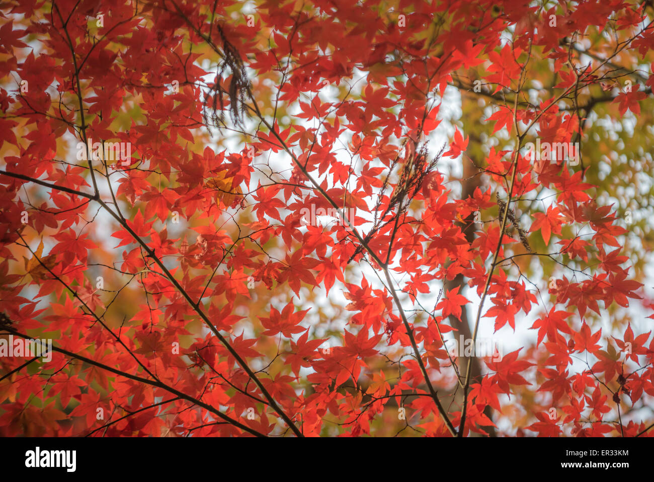 Beautiful japanese momiji maple leaves hi-res stock photography and ...