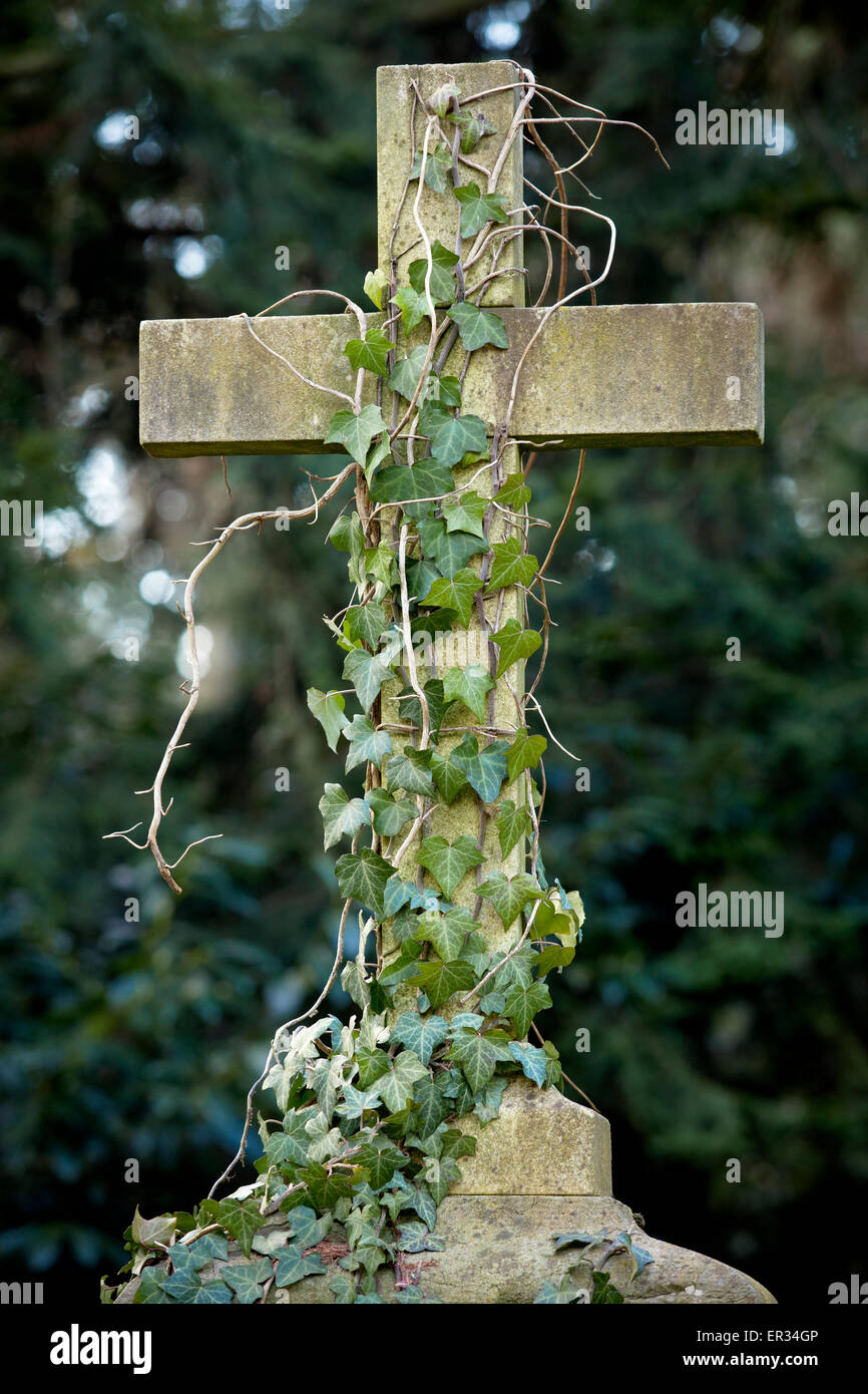 Europa, Deutschland, Koeln, Kreuz mit Efeu auf dem Melatenfriedhof. -  Europe, Germany, Cologne, cross with ivy at the Melaten Stock Photo - Alamy