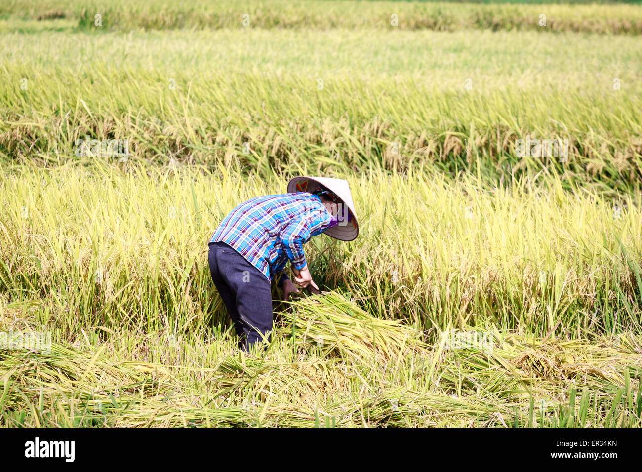 Vietnamese woman working on the fields Stock Photo - Alamy