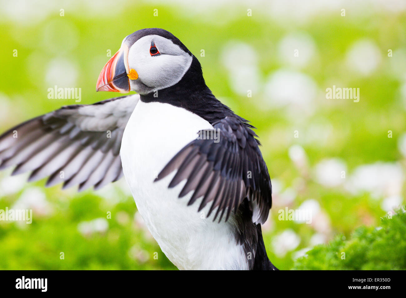 Pembrokeshire, Wales, UK. 24th May, 2015. Atlantic puffin stretching its wings. Biologists have announced record numbers of Atlantic puffins living on Skomer. Over 21,000 individuals have been counted on the island. Puffins can be visited on Skomer from May to mid-July, with 500 people per day able to visit the small island off the west coast of Wales. Photographer comment: 'I've been photographing puffins on Skomer for years and they never cease to entertain, challenge, and infuriate. Credit:  Dave Stevenson/Alamy Live News Stock Photo