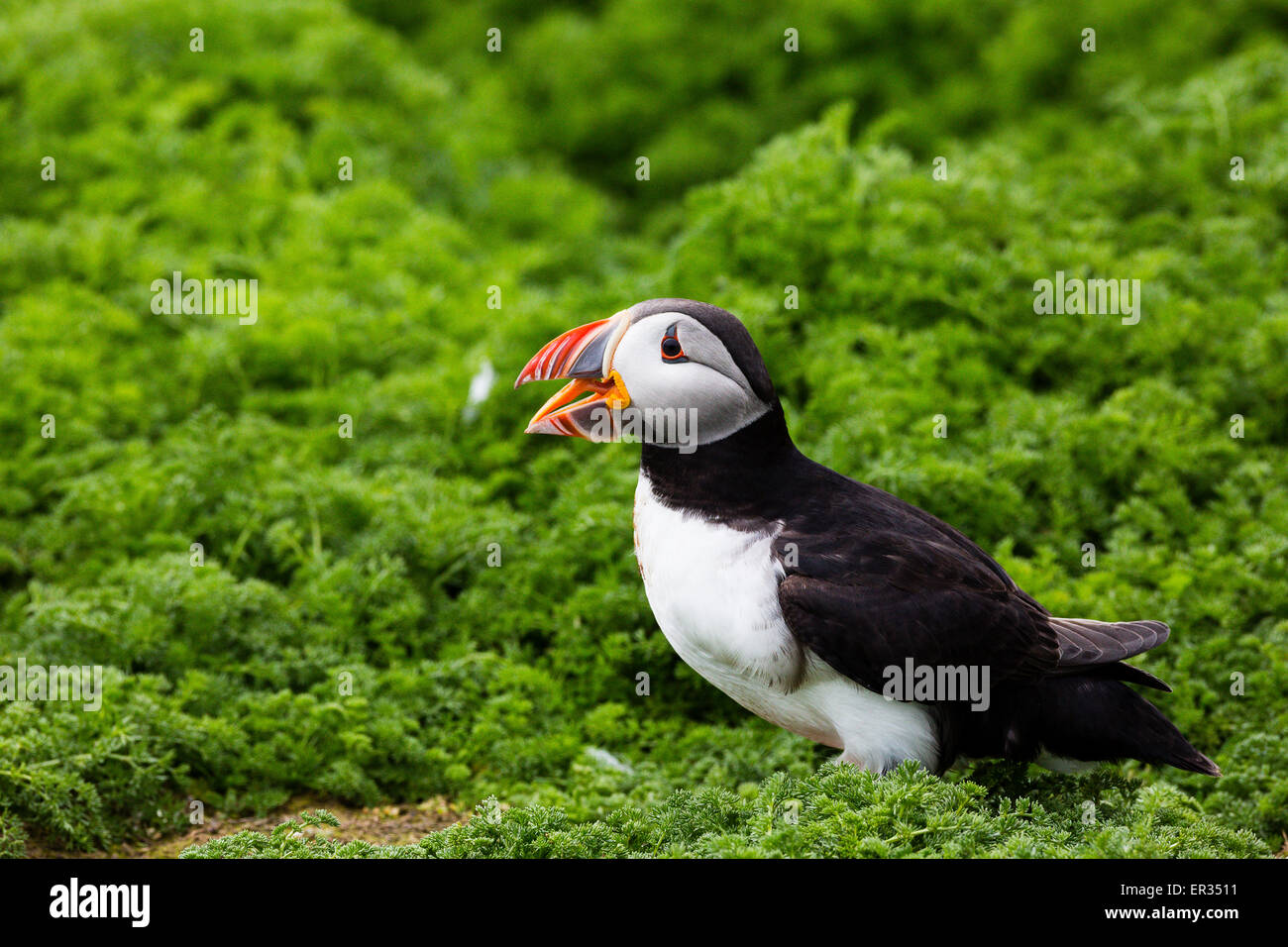 Pembrokeshire, Wales, UK. 24th May, 2015. Atlantic puffin calling on clifftop. Biologists have announced record numbers of Atlantic puffins living on Skomer. Over 21,000 individuals have been counted on the island. Puffins can be visited on Skomer from May to mid-July, with 500 people per day able to visit the small island off the west coast of Wales. Photographer comment: 'I've been photographing puffins on Skomer for years and they never cease to entertain, challenge, and infuriate. Credit:  Dave Stevenson/Alamy Live News Stock Photo