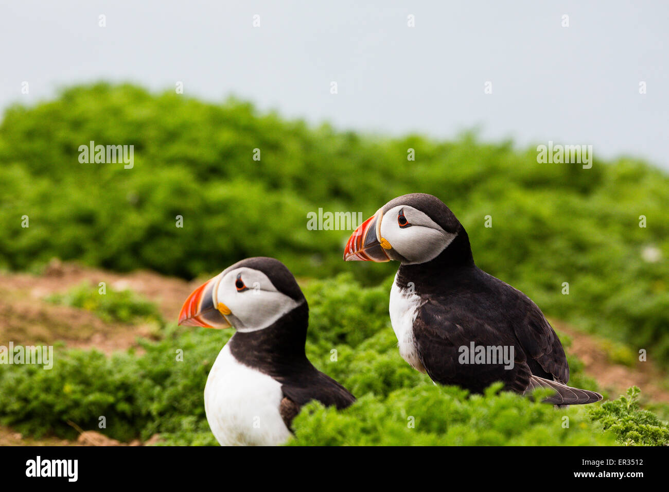Pembrokeshire, Wales, UK. 24th May, 2015. Pair of Atlantic puffin on clifftop. Biologists have announced record numbers of Atlantic puffins living on Skomer. Over 21,000 individuals have been counted on the island. Puffins can be visited on Skomer from May to mid-July, with 500 people per day able to visit the small island off the west coast of Wales. Photographer comment: 'I've been photographing puffins on Skomer for years and they never cease to entertain, challenge, and infuriate. Credit:  Dave Stevenson/Alamy Live News Stock Photo