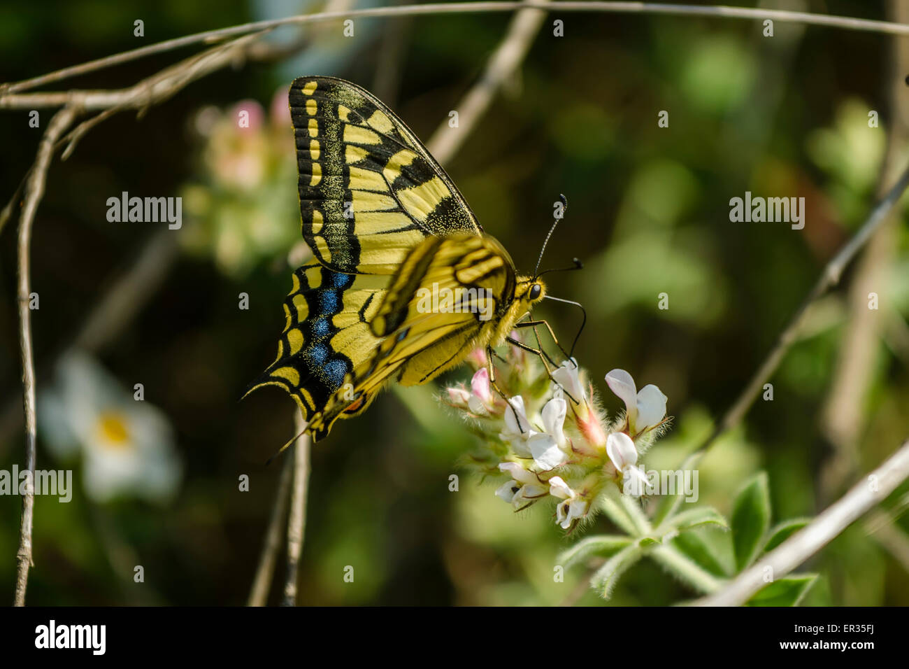 The Old World swallowtail Papilio machaon is a butterfly of the family Papilionidae. The butterfly is also known as the common y Stock Photo