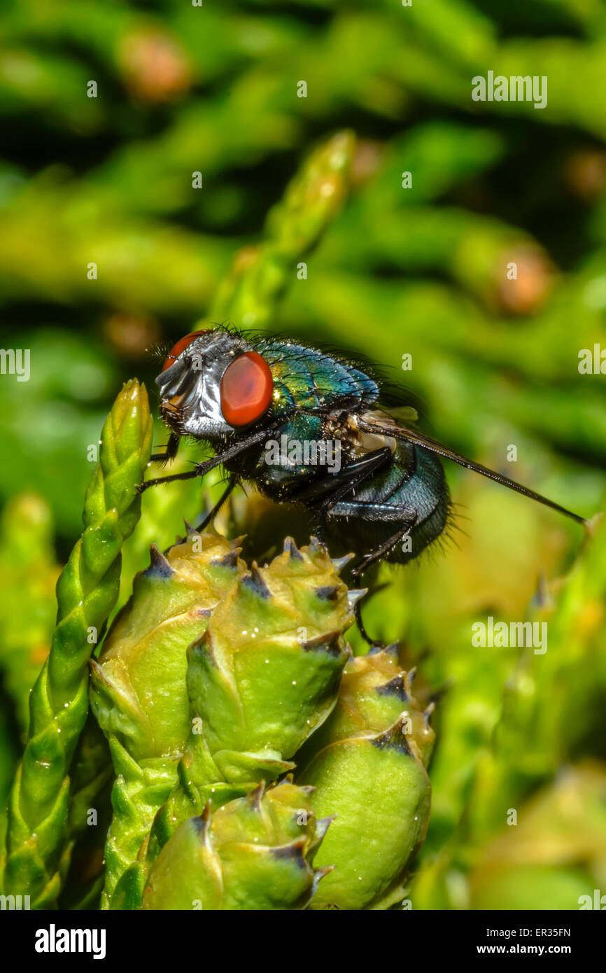 The common green bottle fly (Phaenicia sericata or Lucilia sericata) is a blow fly found in most areas of the world Stock Photo