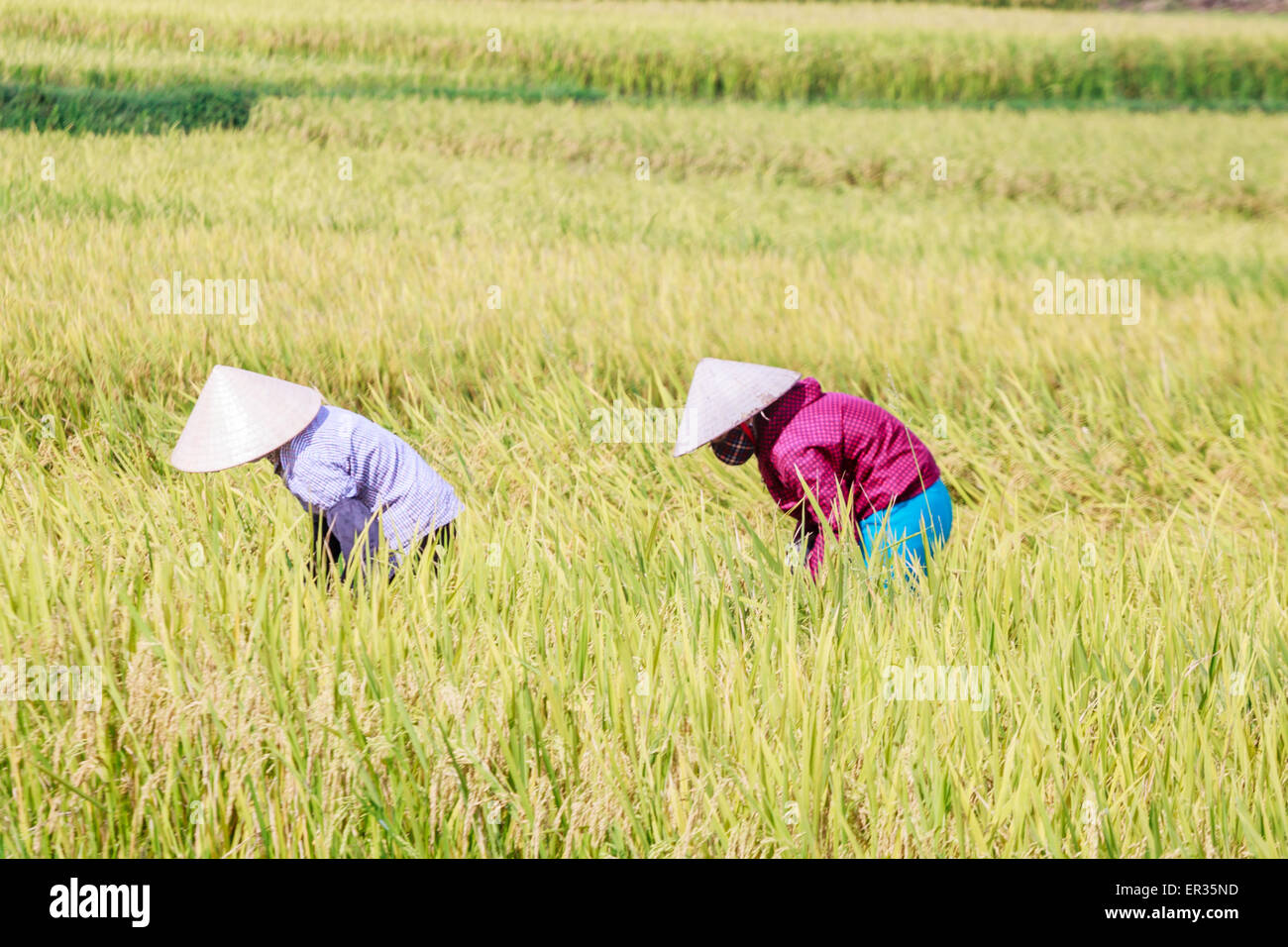 Rice field terraces in Vietnam Stock Photo - Alamy