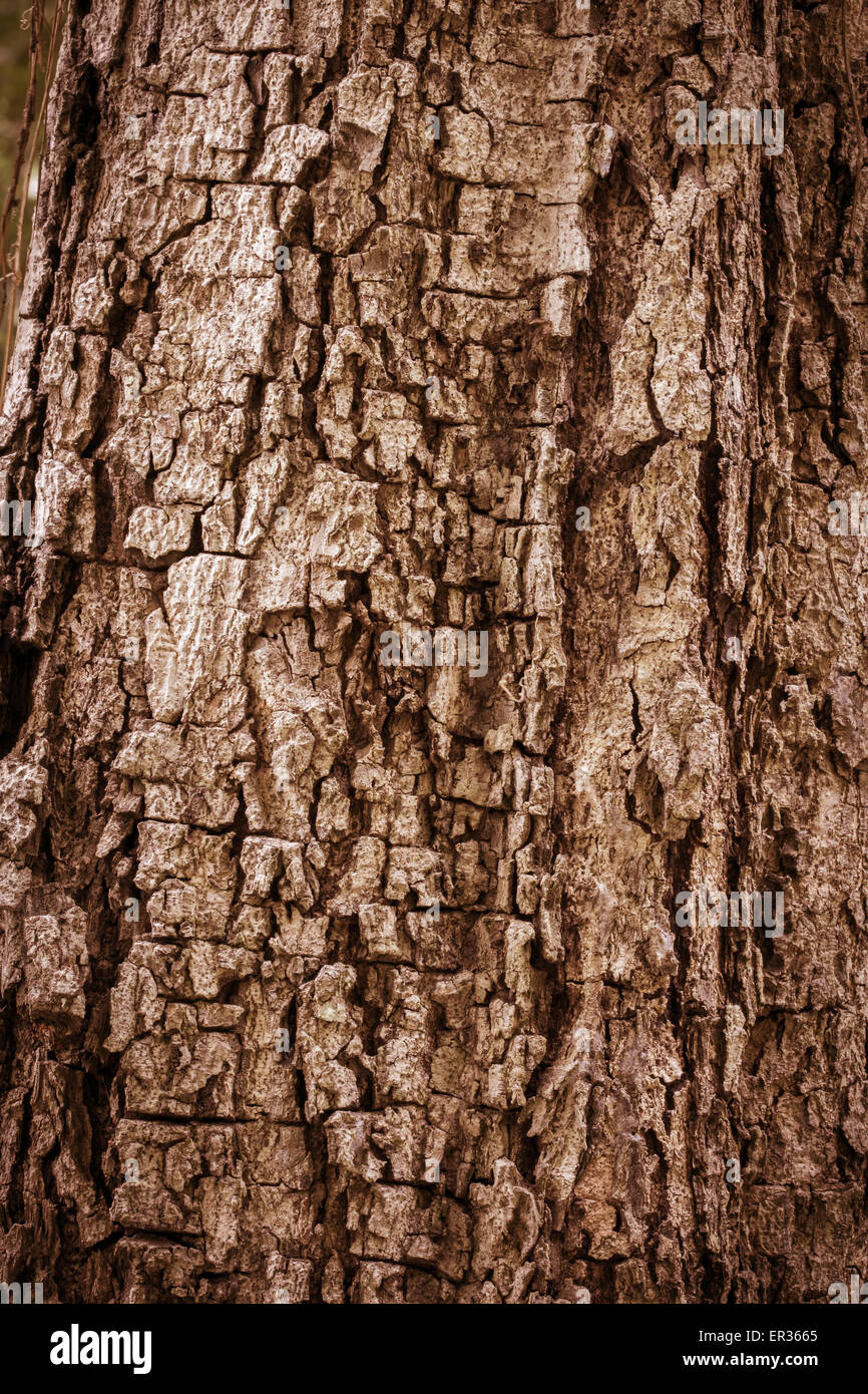 Tree bark texture full frame in nature Stock Photo