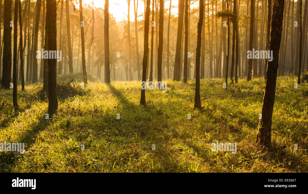 sunray shinning thought fog of pines forest Stock Photo