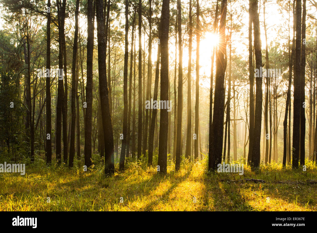 sunray shinning thought fog of pines forest Stock Photo