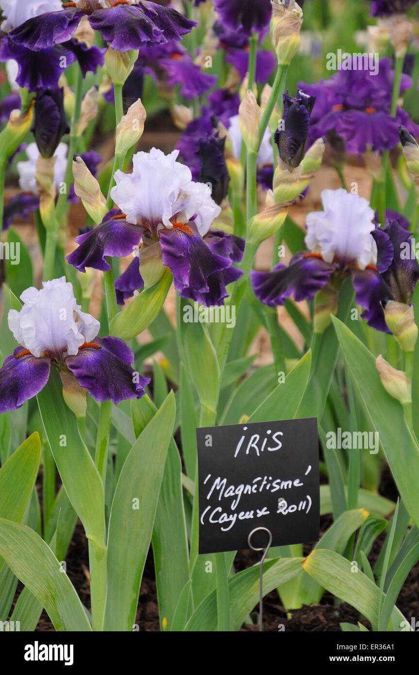 Chelsea Flower Show 2015 - Purple Bearded Iris - 'Magnetism' by Cayeux Nursery. Stock Photo