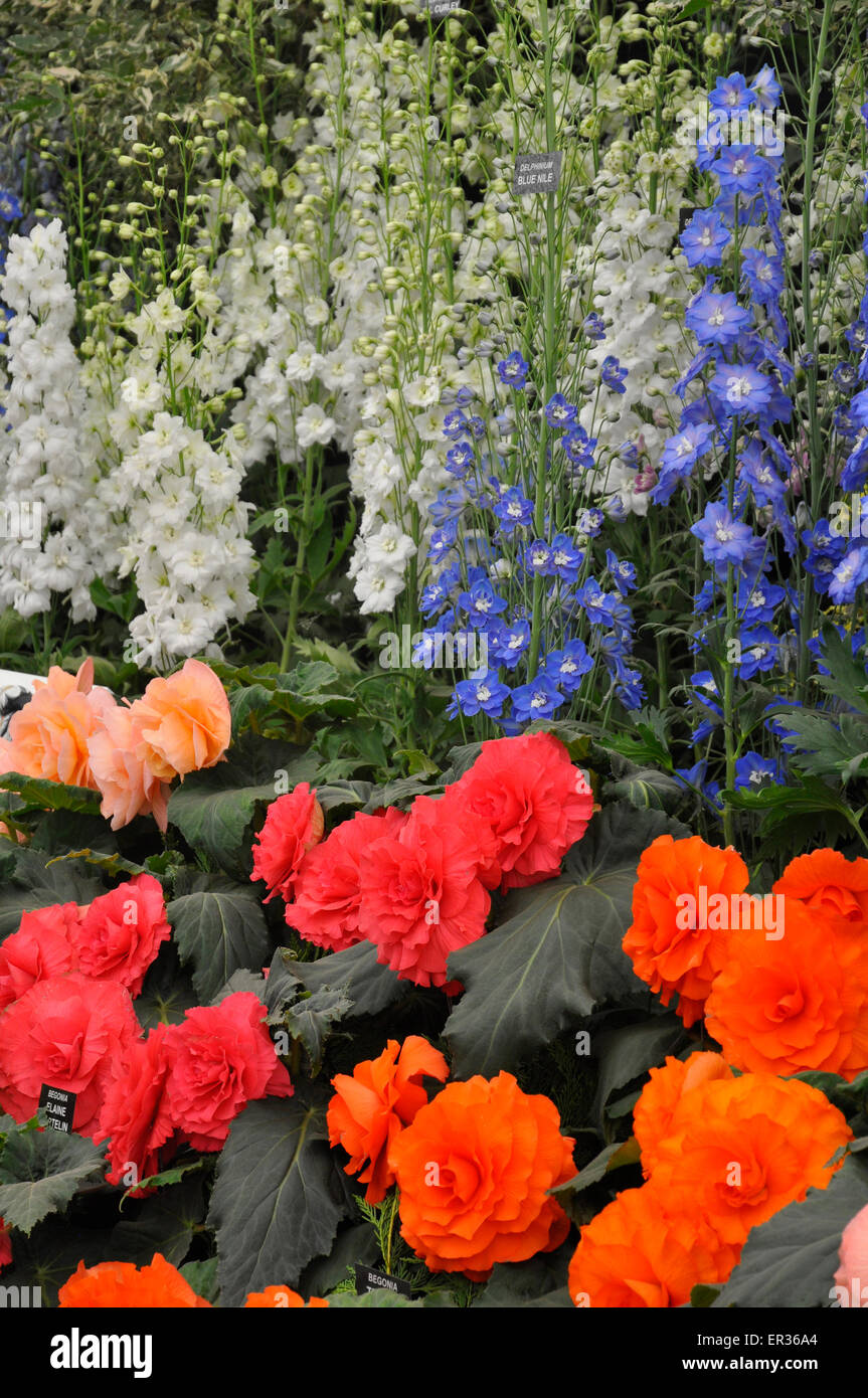 RHS Chelsea Flower Show 2015 - Begonias and Delphiniums displayed on the Blackmore & Langdon stand within The Great Pavilion. Stock Photo