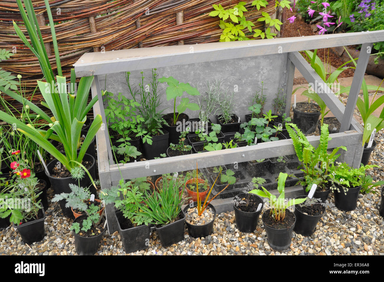 RHS Chelsea Flower Show 2015 - Nurturing Seedlings  and Small Plants by The Hardy Plant Plant Society. Stock Photo