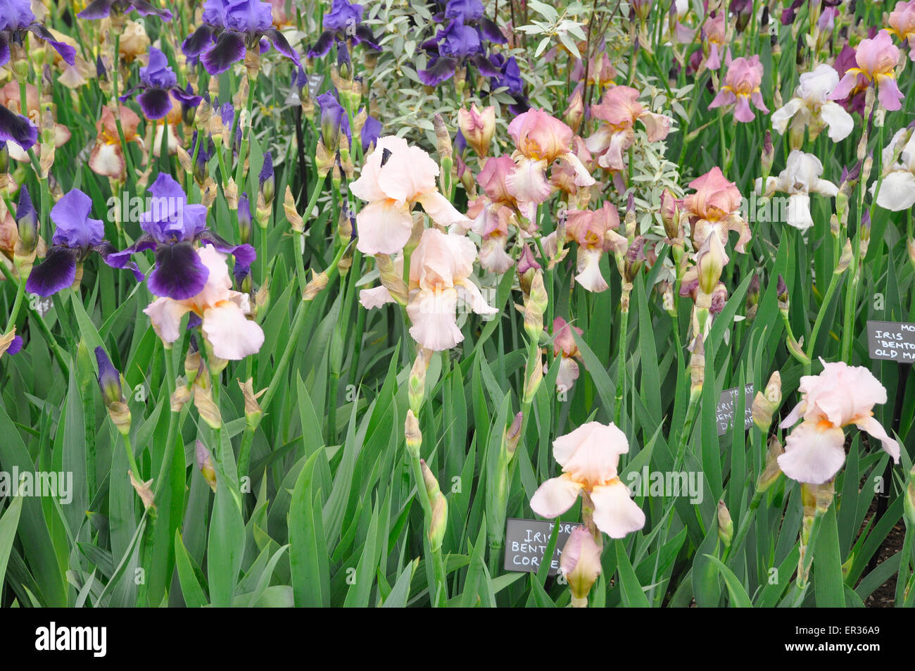 RHS Chelsea Flower Show 2015 - Benton Irises created by Cedric Morris on display in 'The Great Pavilion'. Stock Photo