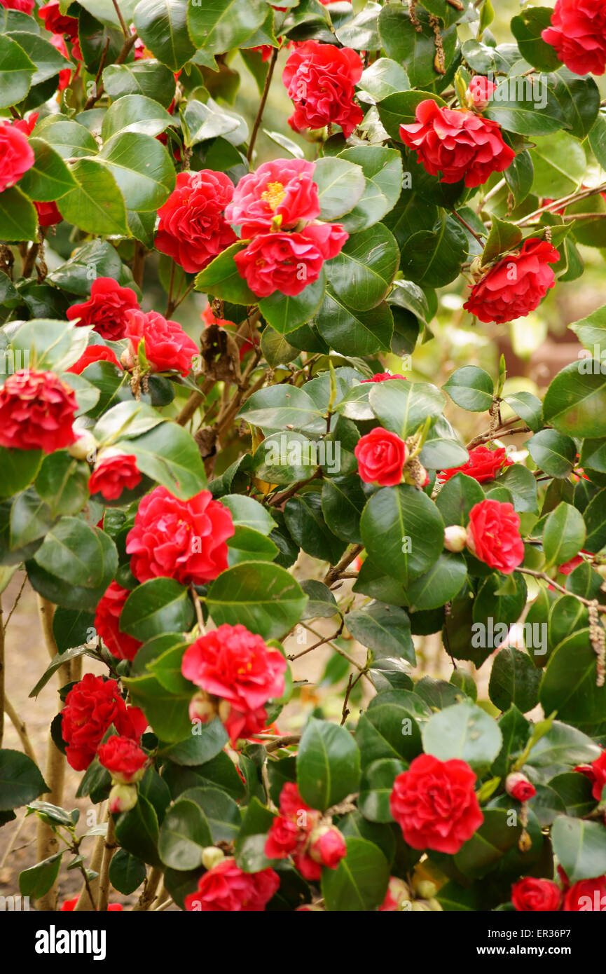 Camellias flowering bush Stock Photo