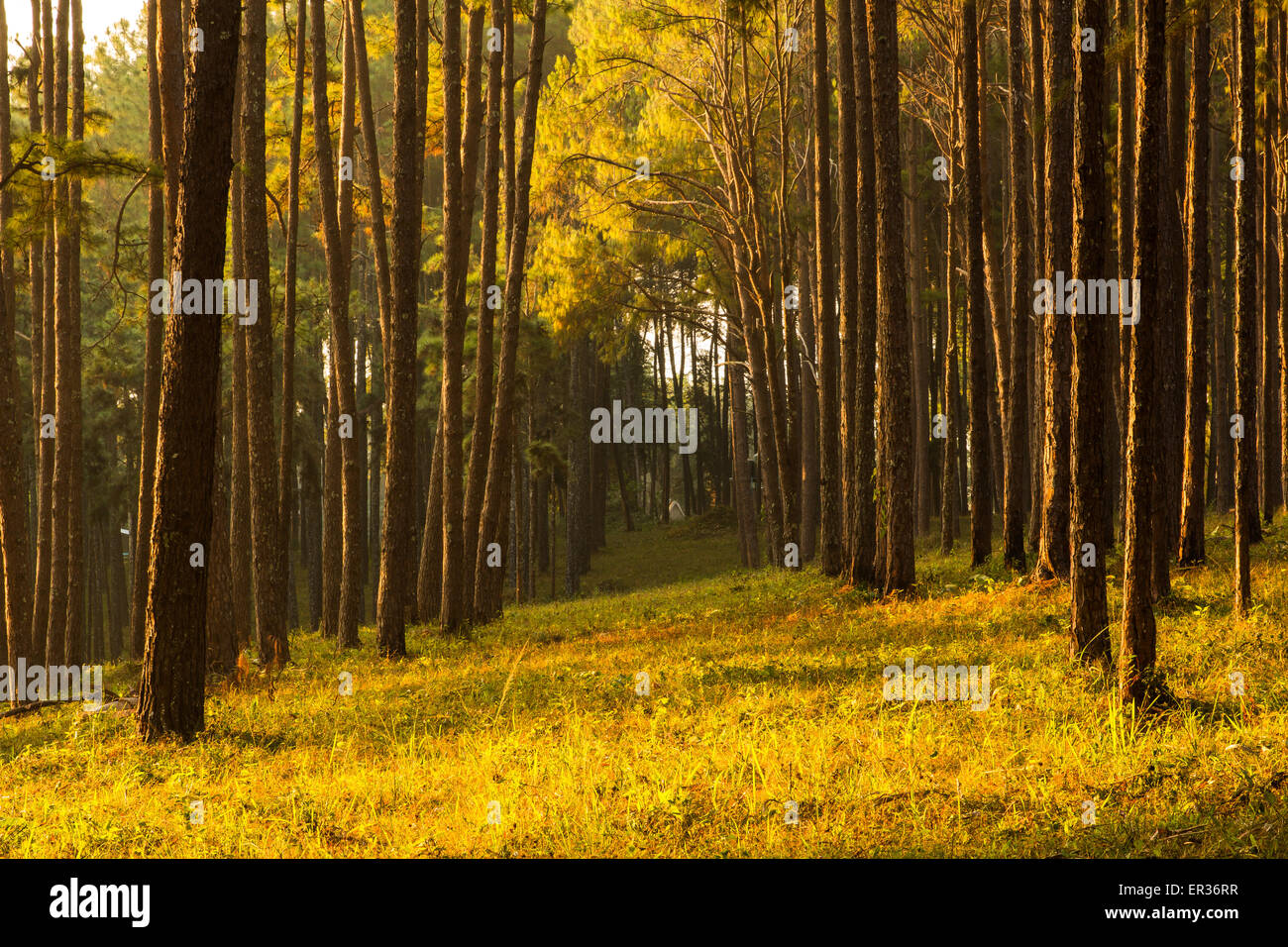 sunray shinning thought fog of pines forest Stock Photo