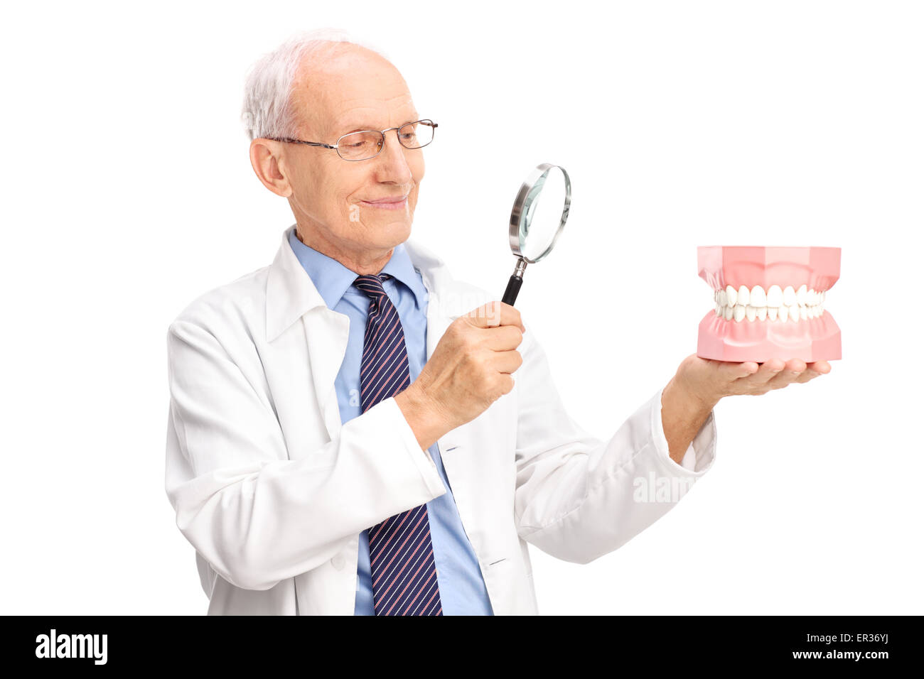 Mature dentist examining a denture through a magnifying glass isolated ...