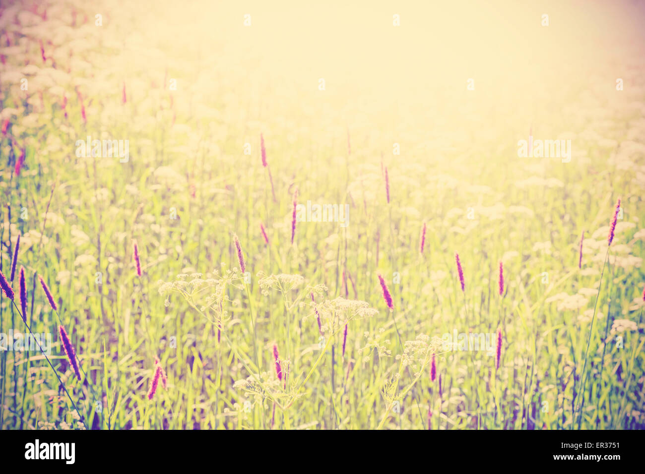 Abstract blurred nature background, vintage toned. Stock Photo
