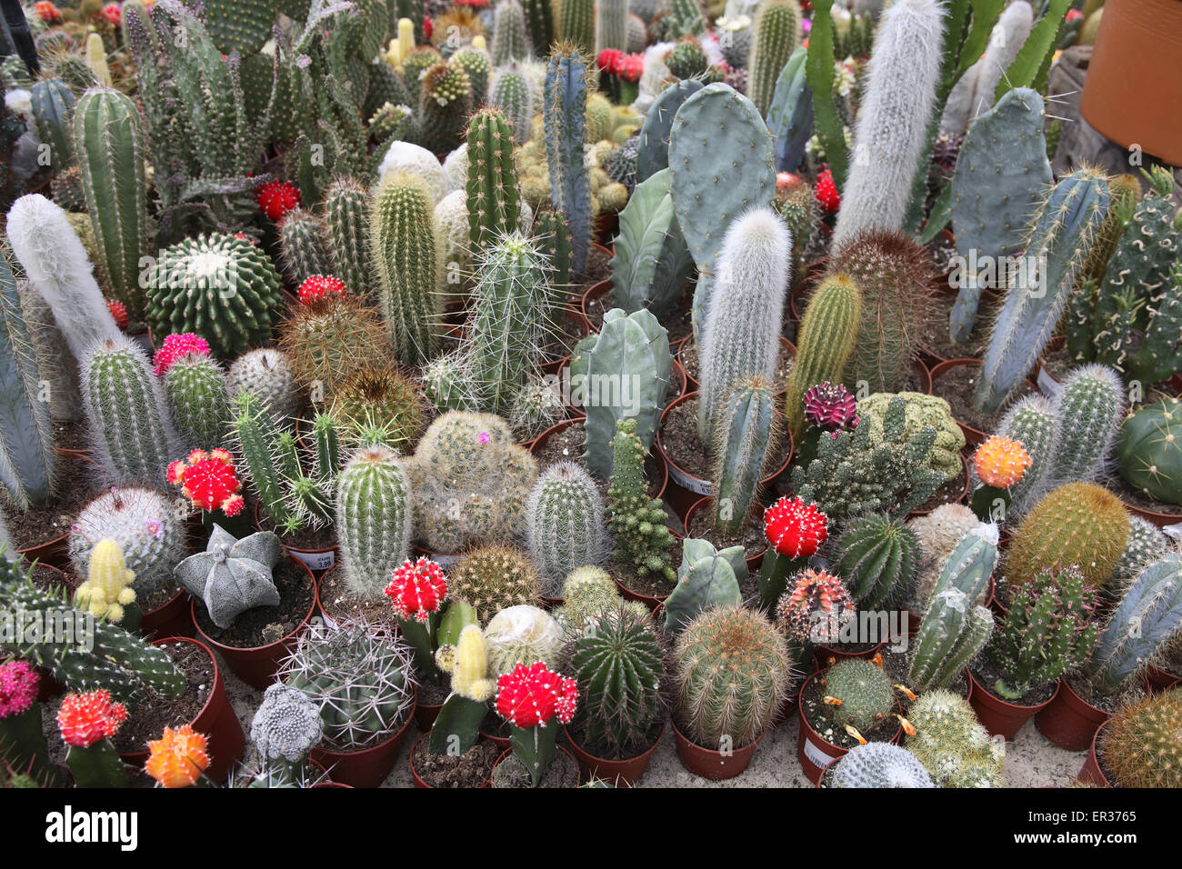 DEU, Germany, Ruhr Area, blooming cactuses in a market garden.  DEU, Deutschland, bluehende Kakteen in einem Gartencenter. Stock Photo
