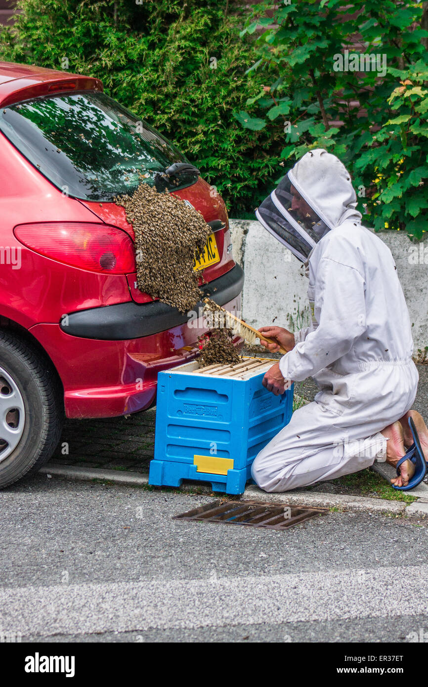 A native Honey Bee swarm of up to 5000 on the back of a car. Stock Photo