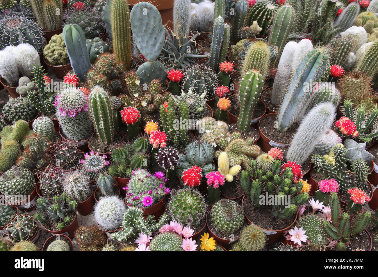DEU, Germany, Ruhr Area, blooming cactuses in a market garden.  DEU, Deutschland, bluehende Kakteen in einem Gartencenter. Stock Photo