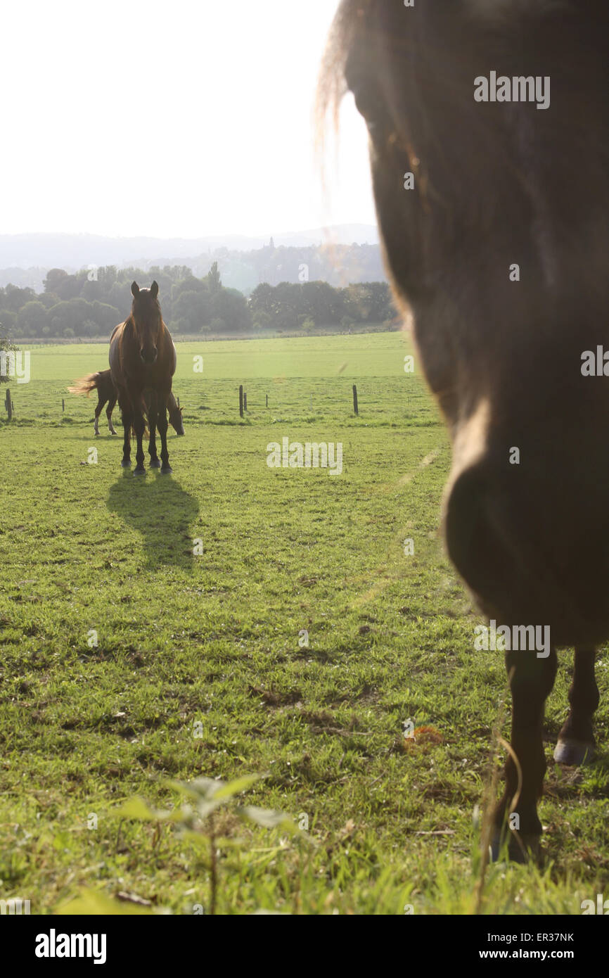 DEU, Germany, Ruhr Area, horses on a pasture near Hagen-Vorhalle.  DEU, Deutschland, Ruhrgebiet, Pferde auf einer Wiese bei Hage Stock Photo