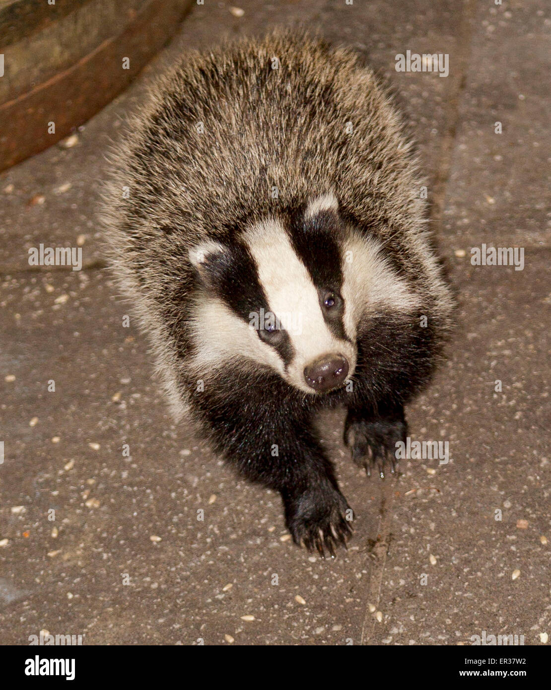 Lake District 26th 2015 First baby badger of the year makes its first  appearance Credit:  Gordon Shoosmith/Alamy Live News Stock Photo