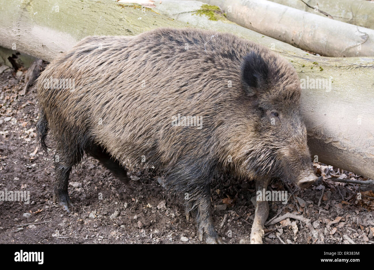 Europe, Germany, wild boar (lat. Sus scrofa) in a forest near Hagen.  Europa, Deutschland, Wildschwein (lat. Sus scrofa) in eine Stock Photo