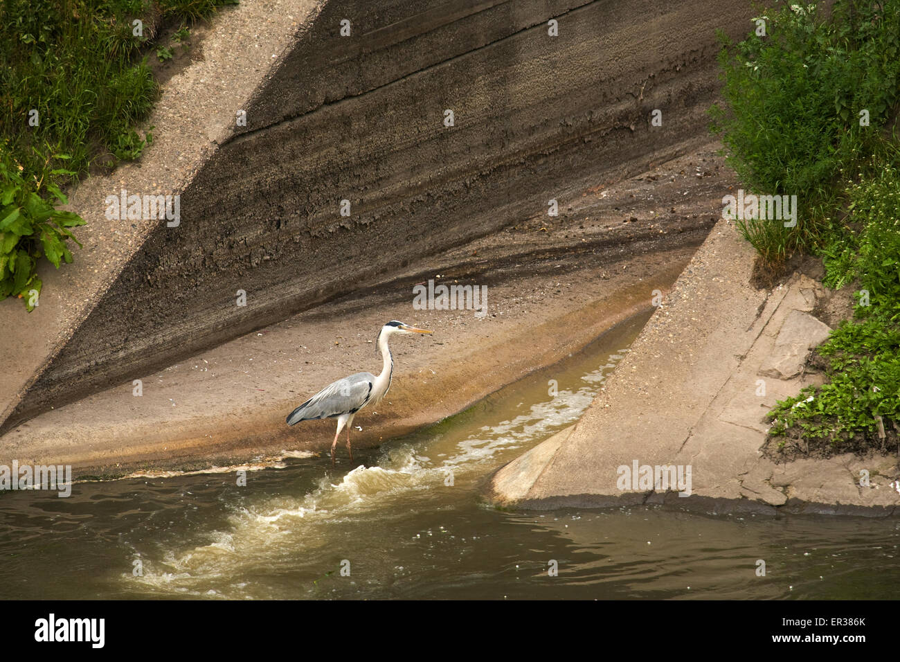 Europe, Germany, North Rhine-Westphalia, Ruhr area, Oberhausen, the river Emscher, heron at a sewage disposal.  Europa, Deutschl Stock Photo
