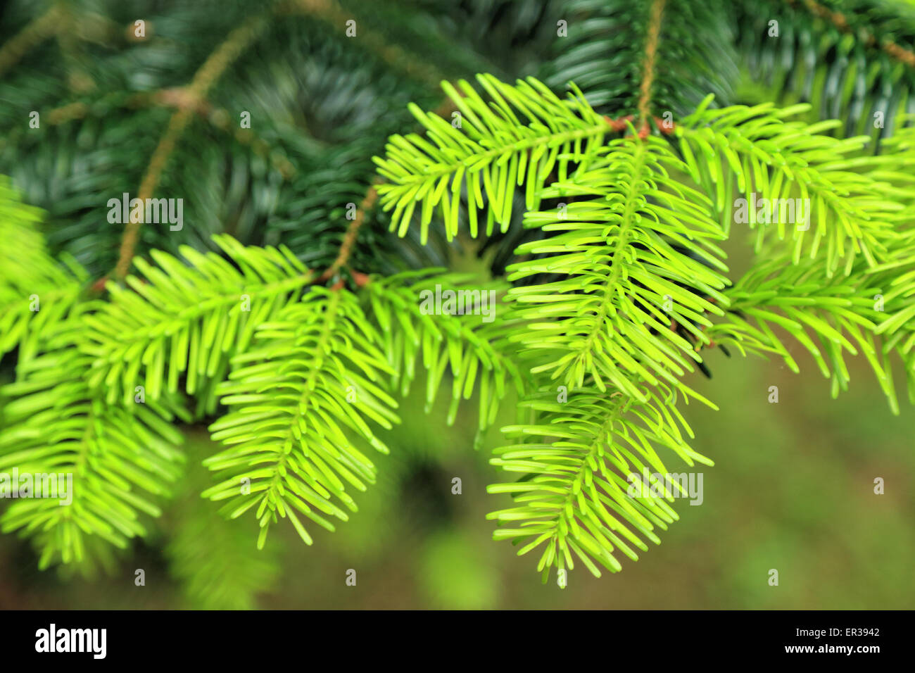 Nikko fir (Abies homolepis) Stock Photo