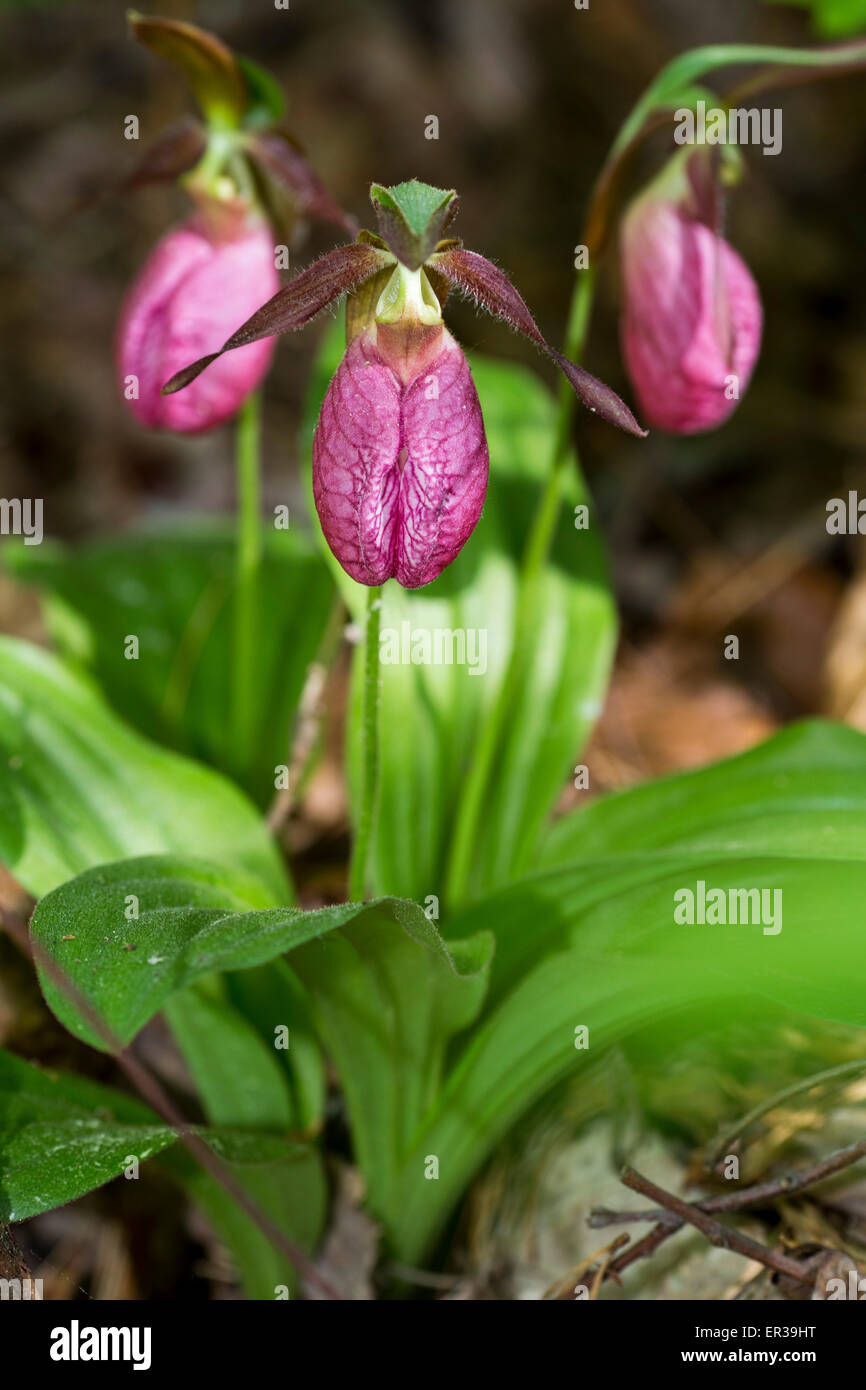 Lady slipper orchid flowers in Albany Pine Bush NY Stock Photo