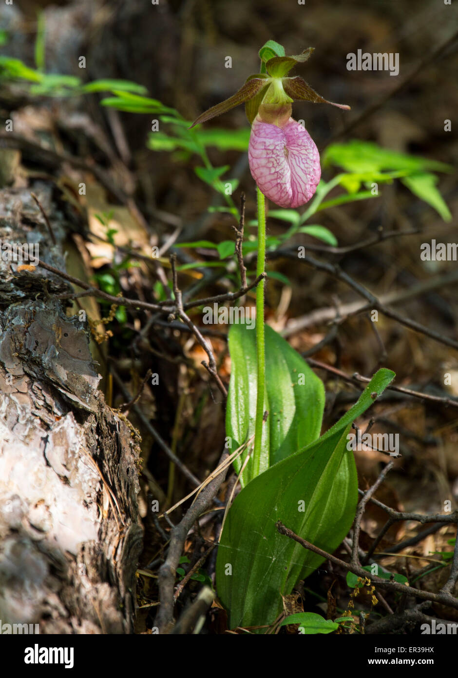 Lady slipper orchid flower in Albany Pine Bush NY Stock Photo