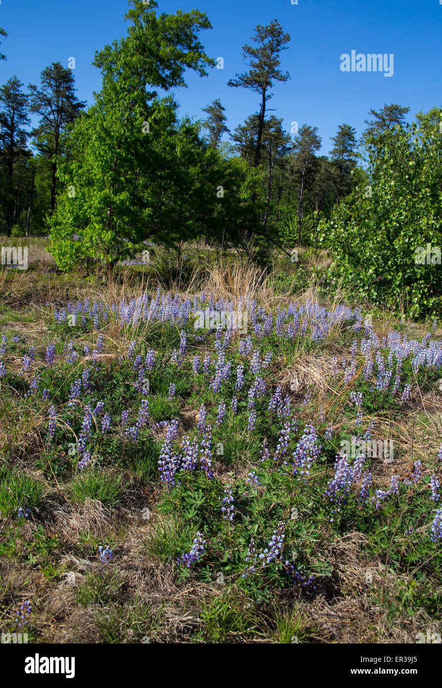 Lupine flowers in Albany Pine Bush NY Stock Photo Alamy